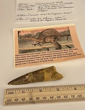 Spinosaurus Tooth Dinosaur Fossil 3.25” not T Rex Cretaceous CS206