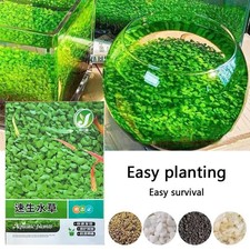 Semi di Piante Acquatiche a Crescita Rapida per Acquari e Stagni - Facile da Coltivare Freshwat