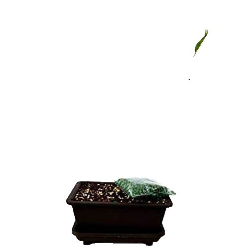 lego bonsai beleuchtung anleitung Light Kit for LEGO Bonsai Tree #10281