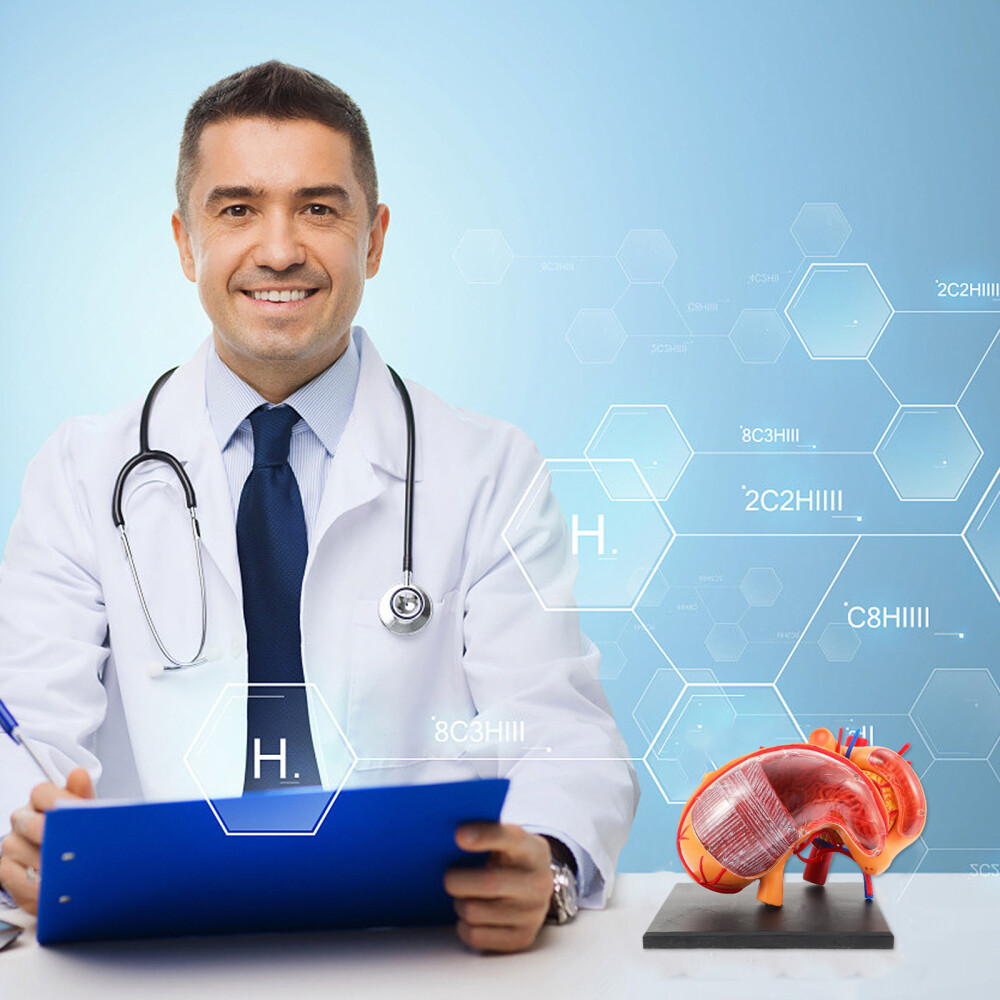 3d Anatomy Model Human Model Medical Practice Tools eBay