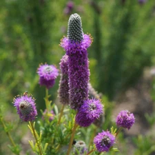 Purple Prairie Clover, Violet Prairie Clover,  Attracts Pollinators, FREE SHIP