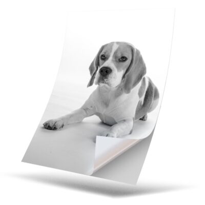 One Sticker Bw 1 x Vinyl Sticker A4 - BW - Beagle Dog Pet Puppy Cute Animal #42378 | eBay