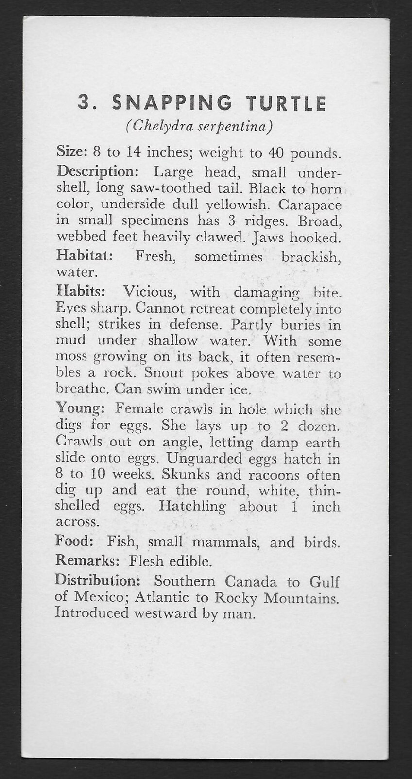Snapping Turtle Reptile 1968 By Renwal 2 3 4 X 5 7 8 1 Flash Card snapping-turtle-reptile-1968-by-renwal-2-3-4-x-5-7-8-1-flash-card