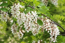 Black Locust seeds 55, Nitrogen Fixer