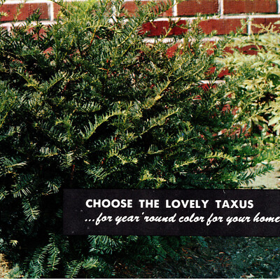 Vintage 1960s Versatile Taxus Rosedale Nurseries Postcard Hawthorne Millbrook NY
