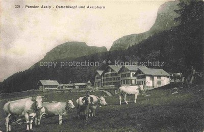 Axalphorn 2321m Brienz BE Pension Axalp Cattle Pasture Oetschikopf and Axalphorn