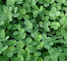 ?5000 White and Red Clover Seeds Blended / Green Fertilizer