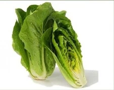 100  FRESH HEIRLOOM ROMAINE LETTUCE PARRIS ISLAND COS  SEEDS FREE USA SHIPPING