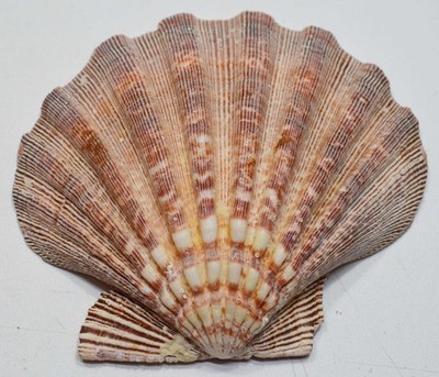 Lions Paw Sea Scallop Shell approx. 5 1/2'' wide and 5'' tall