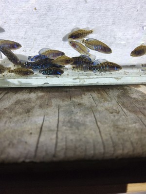 Gulf Coast Pygmy Sunfish Pair 1m/1fm