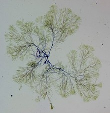 Antique microscope slide. Diatoms. Licmophora splendida.