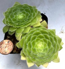 Planta suculenta - Aeonium tabulaeforme - Platillo plano grande, ¡DOS PLANTAS!