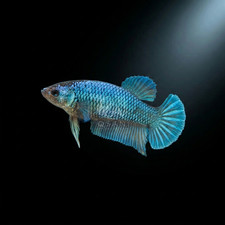 Live Betta Fish Female HMPK - Steel Blue Metallic Dragon Samurai - USA Seller