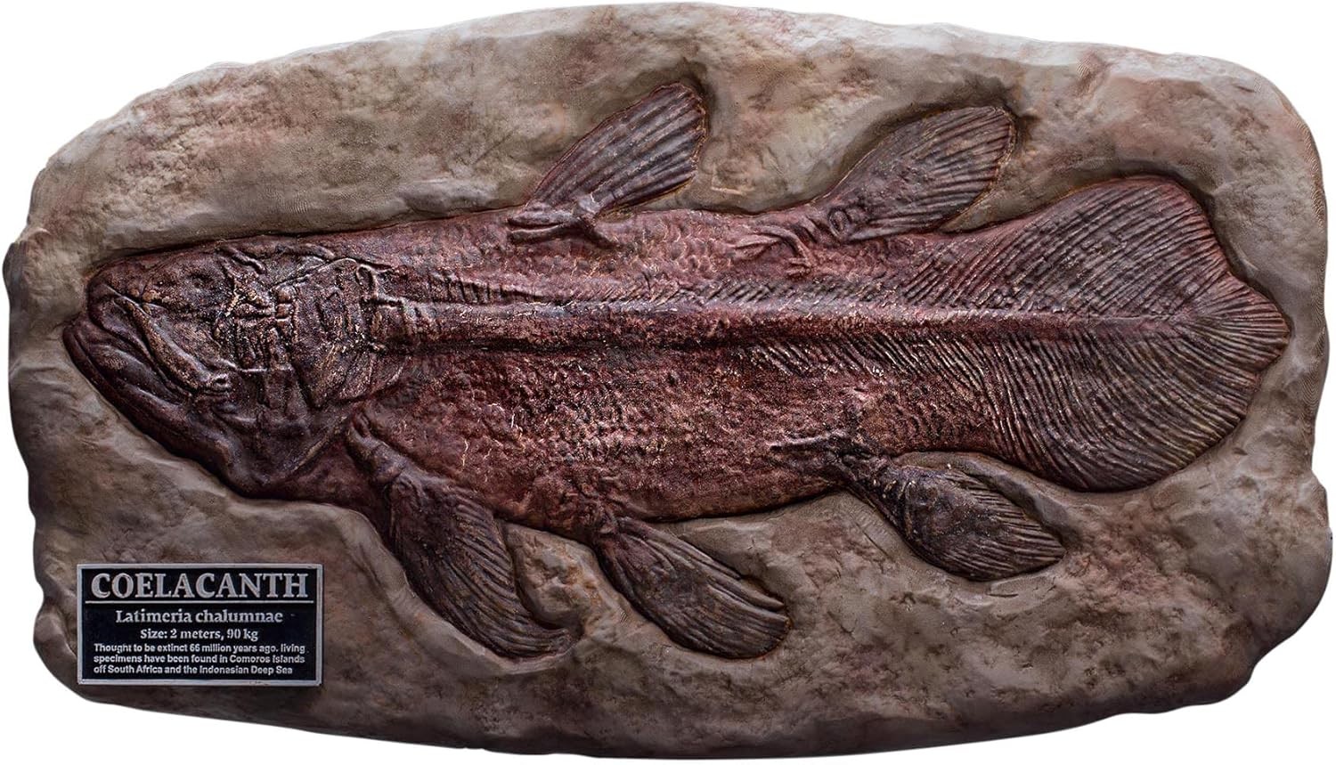 StarAceToys Wonders of the Wild Coelacanth FossilReplica Polyresin Statue Figure
