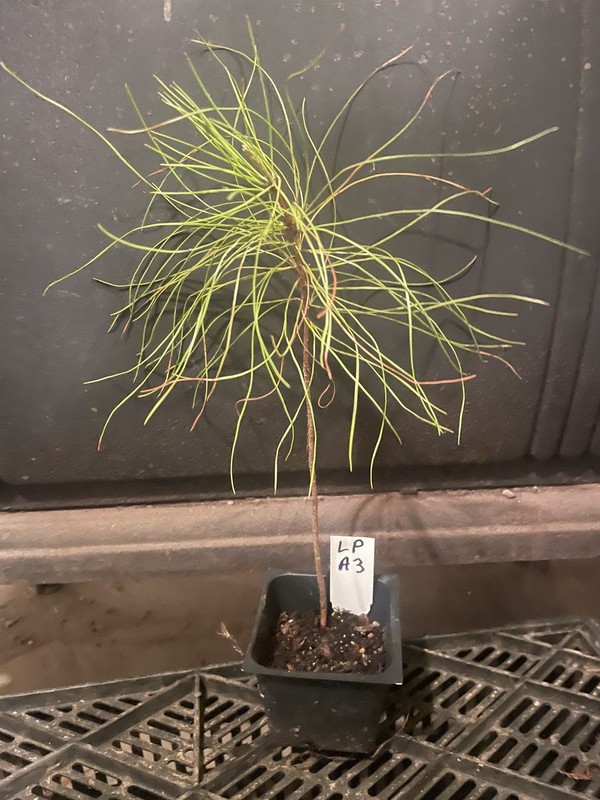 Loblolly Pine Tree