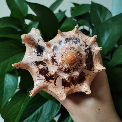 Large Natural Imperial Volute Conch Voluta Imperialis Seashell Rare Real 5-6" In - Picture 3 of 6