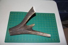 Jumbo Elk Antler 3 dog chew Mid Beam piece / chews deer chew XXL XL 1220
