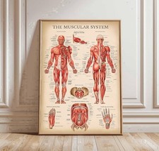 Muscles of Body Chart Human Anatomy Educational Poster