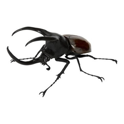 昆虫標本。8 HORN RHINOCEROS BEETLE . Japanese rhinoceros beetle - Wikipedia