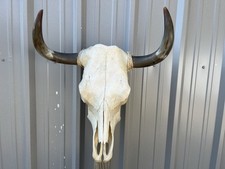 STEER SKULL 23 Inch WIDE Polished Horns BULL HORN MOUNTED COW HEAD