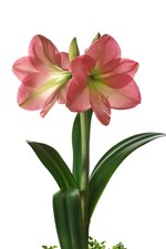 1x Amaryllis Belladonna Bulb Pink Jersey Lily Naked Lady Hardy Autumn Flower