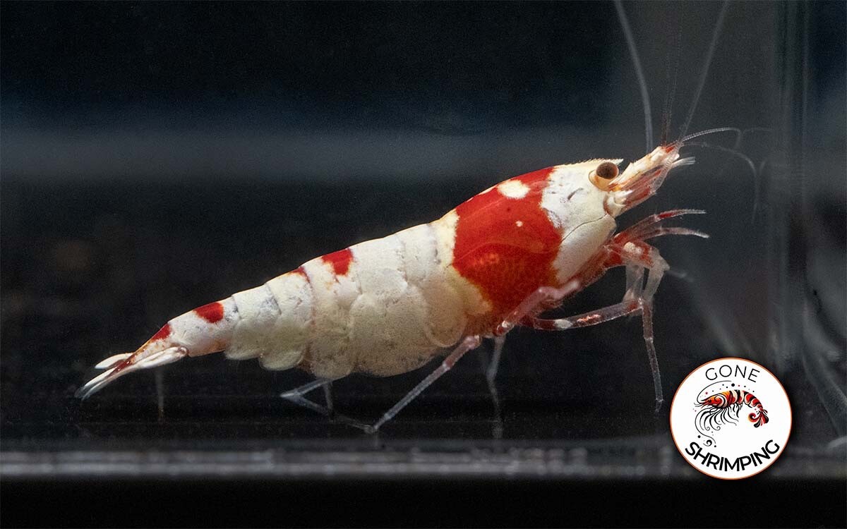 Crystal Red Shrimp - 20+2 Mixed Grade (S To SSS) - Live Arrival Guarantee - Freshwater Aquarium Shrimp
