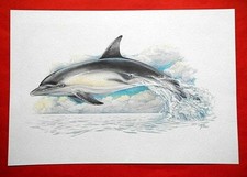Delphin Fische Wasserbewohner Tiere Kunstdruck Künstlerbild 25,5 x 17,5 cm
