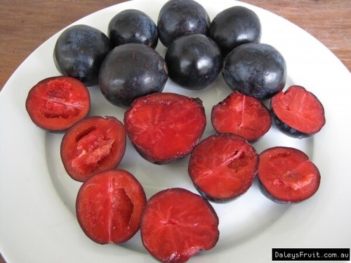 Davidsons Plum - QLD (Davidsonia pruriens) Fruit Tree Plant - Picture 3 of 10
