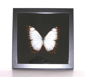 BUTTERFLY/MOTH/MOUNTED Real Shadowbox Peruvian Beauty MORPHO THESEUS #2