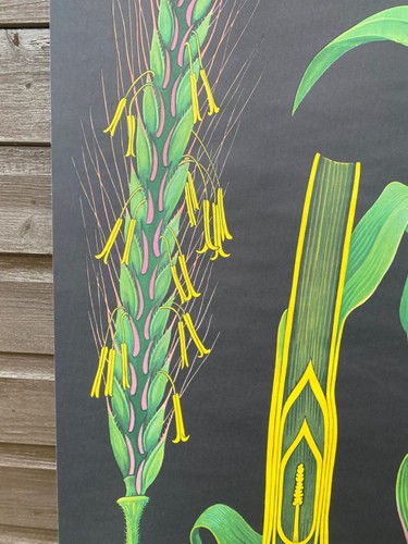 VINTAGE BOTANICAL SCHOOL PULL DOWN CHART OF A RYE WHEAT PLANT - Picture 9 of 17