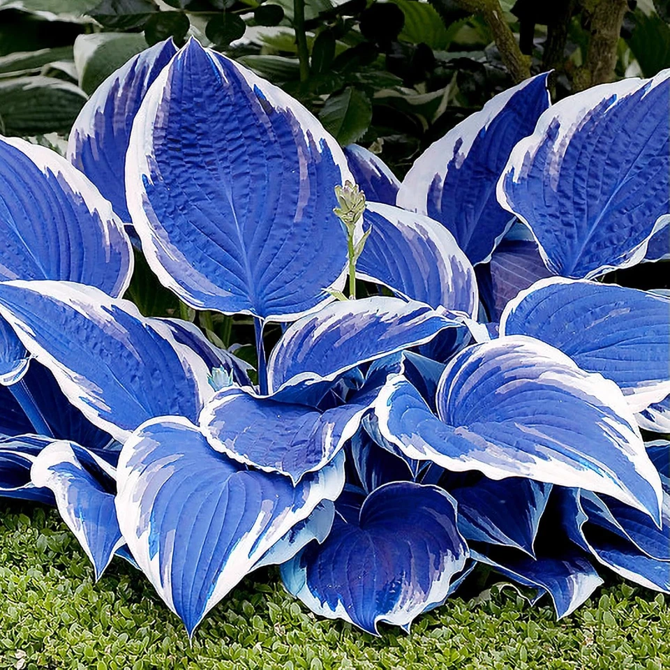 Hosta Seeds Perennial, 200pcs Hosta Plants Bulb Grow Easily Blue White Flower - Image 2 of 4