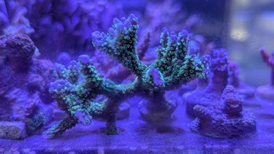   Aquacultured Green Polyp Anacropora Frag 2.5-3''+ | SPS Live Coral