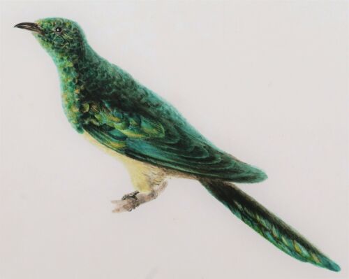 Old Master Drawing Watercolor Bird Exotic Green Ornithology Verdin Jungle Cock - Picture 2 of 6