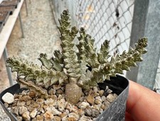 Pseudolithos mccoyi from see-d Euphorbia dors...