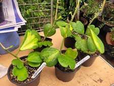 HOYA KERRII REVERSE INSIDE VARIEGATED ,LARGE PLANT IN LTR POT, HOUSE PLANT