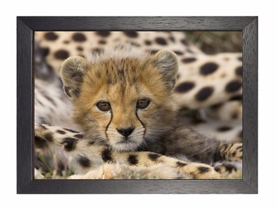 Gepard Jungtier lustig schöner kleiner Welpe Poster süß süß süß kleines Tier Bild