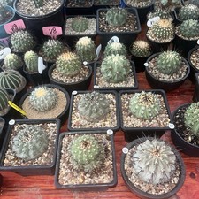 RareSucculent Plant Copiapoa cinerea Rootles ...
