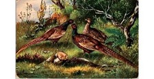 1907 Pheasants Chromo Postcard to Brooklyn Kings County NY Photograph, Bird