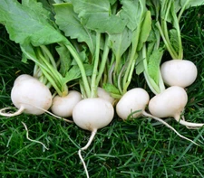 100+ HAILSTONE RADISH SEEDS. FRESH FOR GARDENS