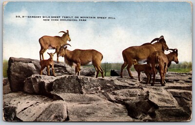 Barbary Wild Sheep Family New York Zoological Park Sheep Hill VINTAGE Postcard
