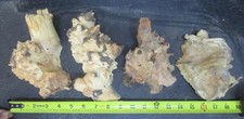 4 pc Buckeye Burl cut offs/end caps #E30 asso...