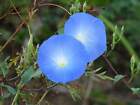 1-2000 Pcs Morning Glory Heavenly Blue Seeds Grannyvine Ipomoea Flower Tree 0139