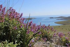 SAGE Dalmatia, Salvia Officinalis 100 Pure Organic Essential Oil