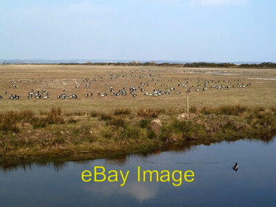 Photo 6x4 Caerlaverock Wetland Centre Eastpark This photo of barnacle gee c2013