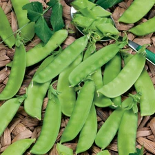 20+Snow Pea Seeds Chinese sugar Snap Pod peas Mammoth Melting Sugar Pod Pea USA
