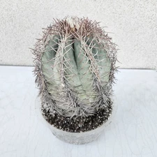 Extra Large Devil's Head Cactus Echinocactus Horizonthalonius 6-7 lbs
