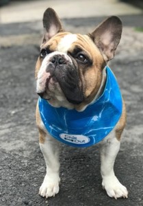 frontline plus vs advantix