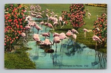 Postcard Coral Flamingoes in Florida - Posted 1949