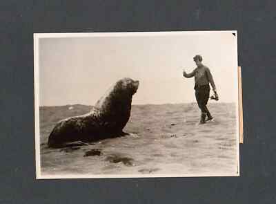 Danish-American Archaeological Expedition Alaska, 1933  HUBBARD  SEA LION PHOTO