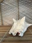 Large Conch Seashell Spiral Pink White Ocean Seashell Beach Nautical Great Color — photo 4